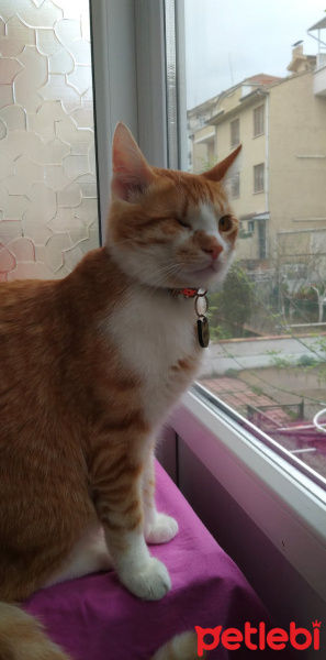Sarman, Kedi  Luffy fotoğrafı