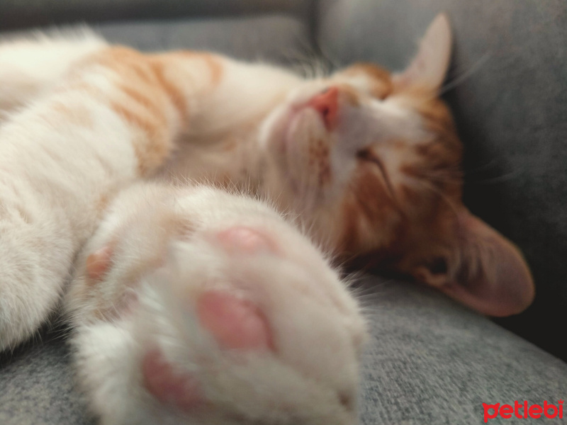 Sarman, Kedi  Luffy fotoğrafı