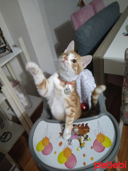 Sarman, Kedi  Luffy fotoğrafı