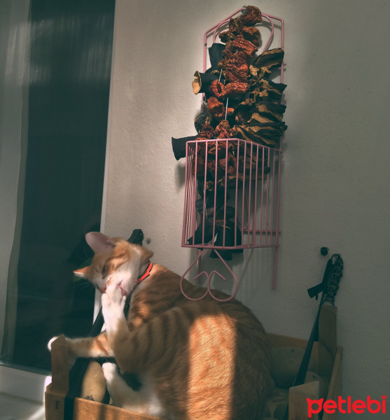 Sarman, Kedi  Luffy fotoğrafı