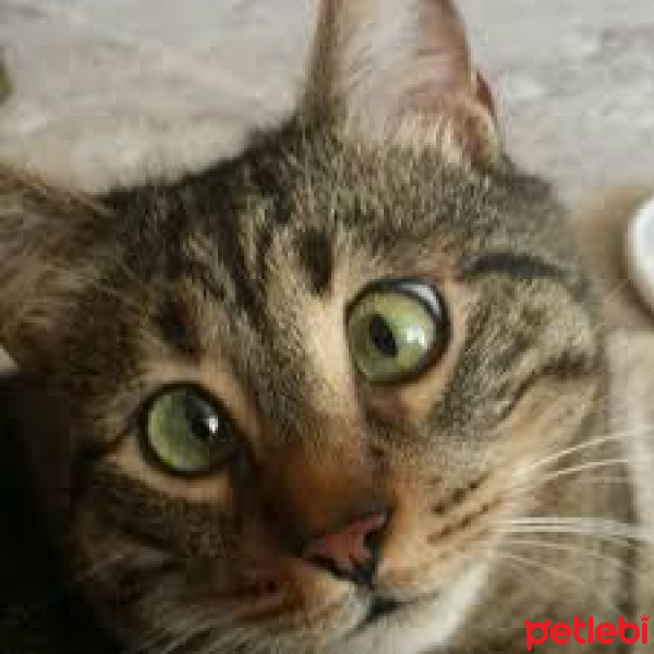 Tekir Kedi, Kedi  veysel fotoğrafı
