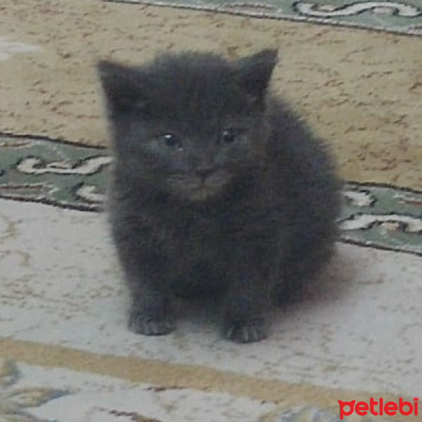 Tekir Kedi, Kedi  Duman fotoğrafı