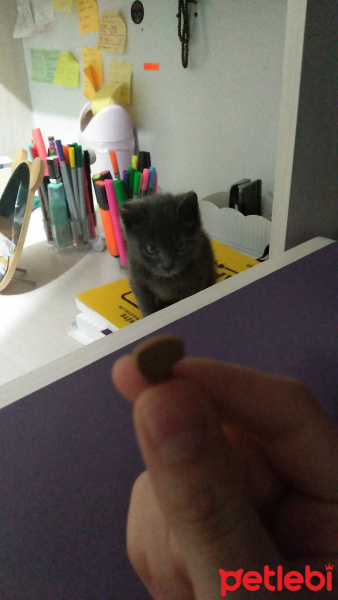 Tekir Kedi, Kedi  Duman fotoğrafı