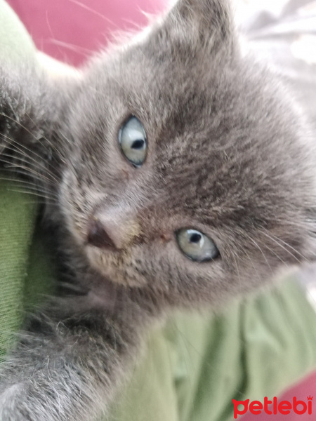 Tekir Kedi, Kedi  Duman fotoğrafı
