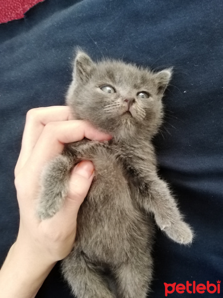 Tekir Kedi, Kedi  Duman fotoğrafı