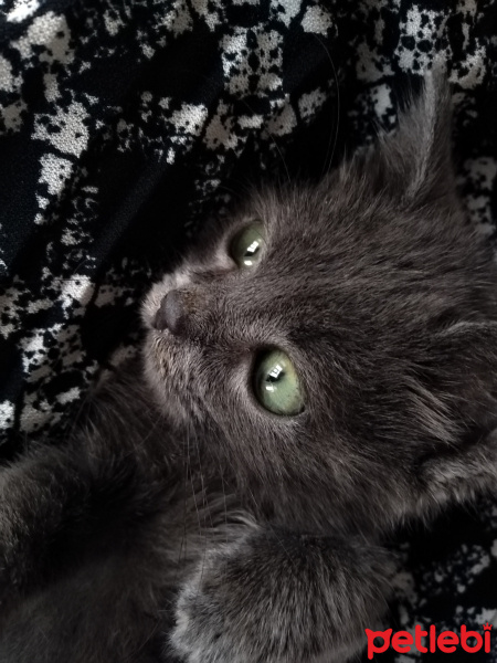 Tekir Kedi, Kedi  Duman fotoğrafı