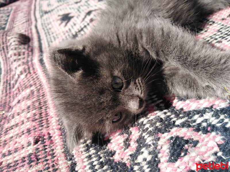 Tekir Kedi, Kedi  Duman fotoğrafı