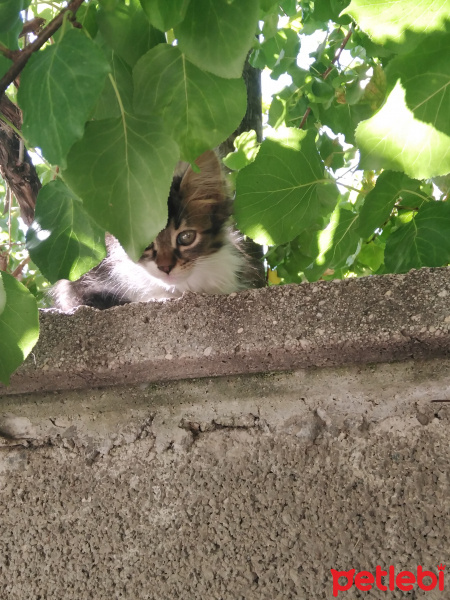 Tekir Kedi, Kedi  Duman fotoğrafı