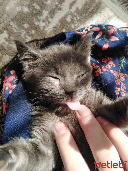 Tekir Kedi, Kedi  Duman fotoğrafı