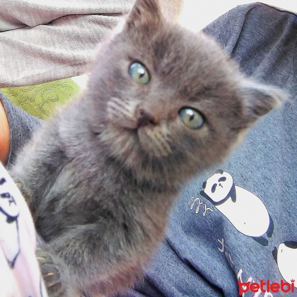 Tekir Kedi, Kedi  Duman fotoğrafı
