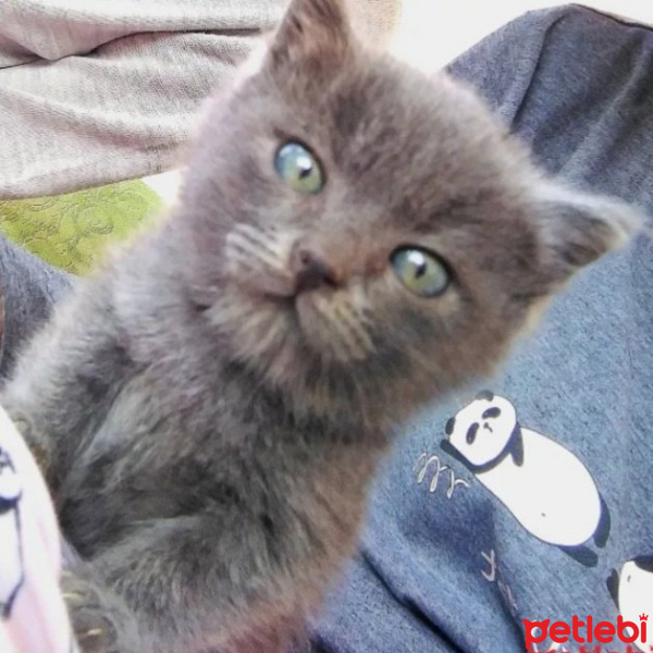 Tekir Kedi, Kedi  Duman fotoğrafı