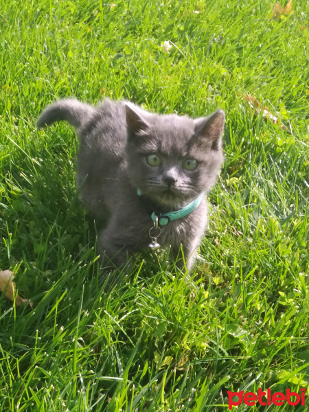 Tekir Kedi, Kedi  Duman fotoğrafı