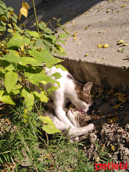 Tekir Kedi, Kedi  Duman fotoğrafı