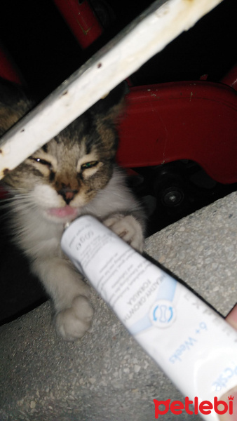 Tekir Kedi, Kedi  Duman fotoğrafı