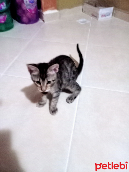 Tekir Kedi, Kedi  Tekir Kedi fotoğrafı