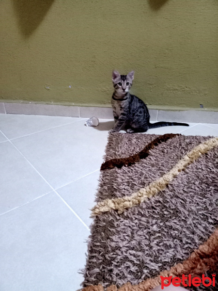Tekir Kedi, Kedi  Tekir Kedi fotoğrafı