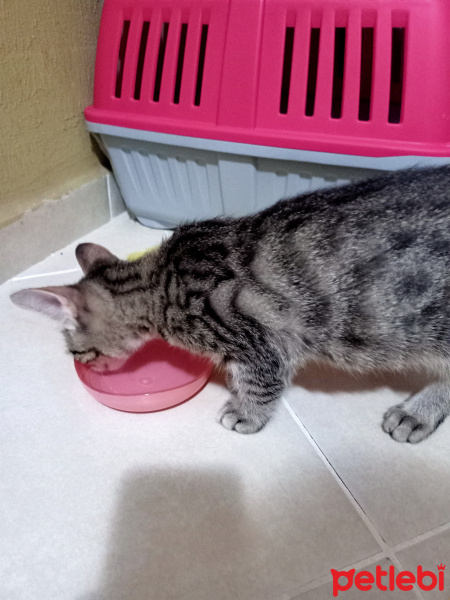 Tekir Kedi, Kedi  Tekir Kedi fotoğrafı