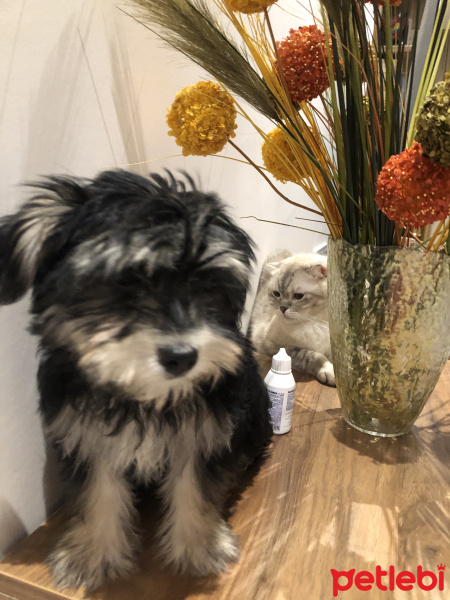 Yorkshire Terrier, Köpek  Moka fotoğrafı