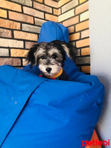 Yorkshire Terrier, Köpek  Moka fotoğrafı