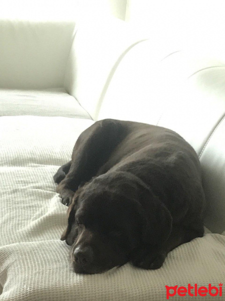 Labrador Retriever, Köpek  Oscar fotoğrafı