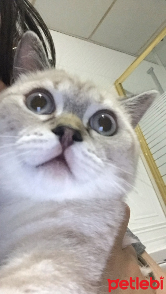 British Shorthair, Kedi  Coco fotoğrafı