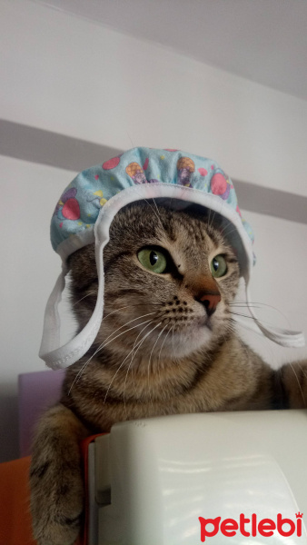 Tekir Kedi, Kedi  Nohut fotoğrafı