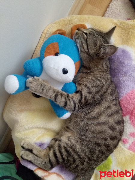 Tekir Kedi, Kedi  Nohut fotoğrafı
