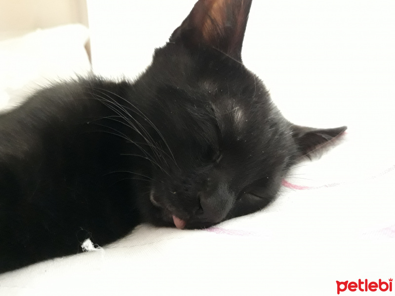 Bombay, Kedi  Zeytin fotoğrafı
