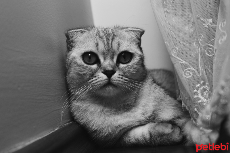 Scottish Fold, Kedi  Nefes fotoğrafı