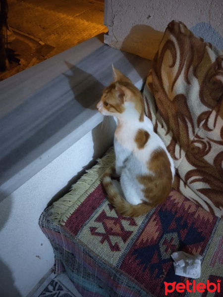 Tekir Kedi, Kedi  alaca fotoğrafı