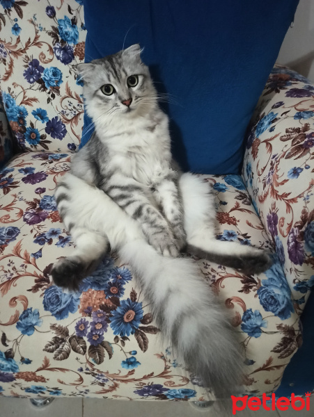 Scottish Fold, Kedi  Behlül fotoğrafı