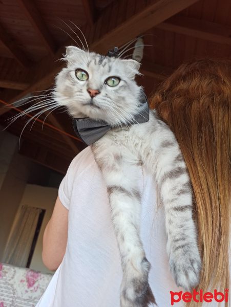Scottish Fold, Kedi  Behlül fotoğrafı