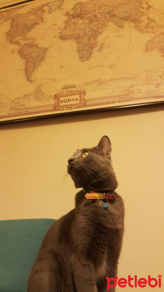 Mavi Rus, Kedi  Şerif fotoğrafı