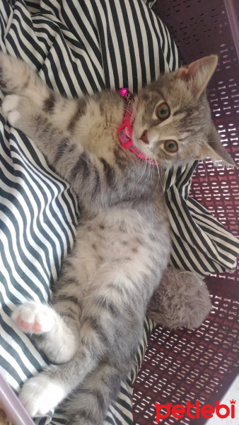 Tekir Kedi, Kedi  Diva fotoğrafı