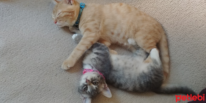 Tekir Kedi, Kedi  Diva fotoğrafı