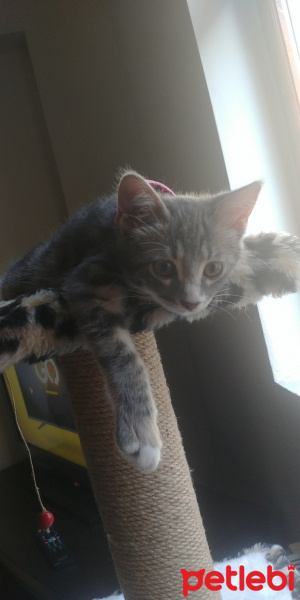 Tekir Kedi, Kedi  Diva fotoğrafı