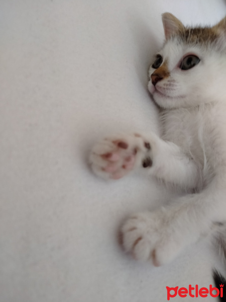 Tekir Kedi, Kedi  Misko fotoğrafı