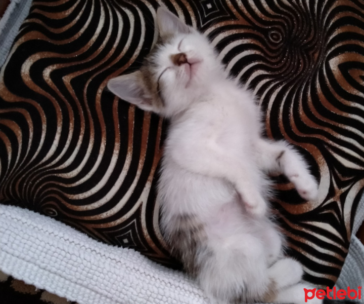 Tekir Kedi, Kedi  Misko fotoğrafı