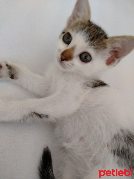 Tekir Kedi, Kedi  Misko fotoğrafı