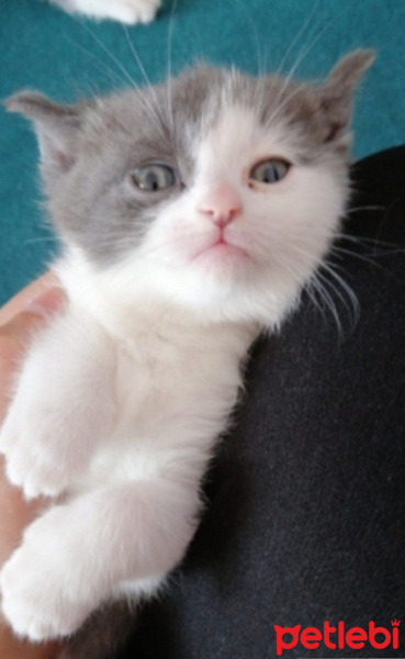British Shorthair, Kedi  Fıstık fotoğrafı
