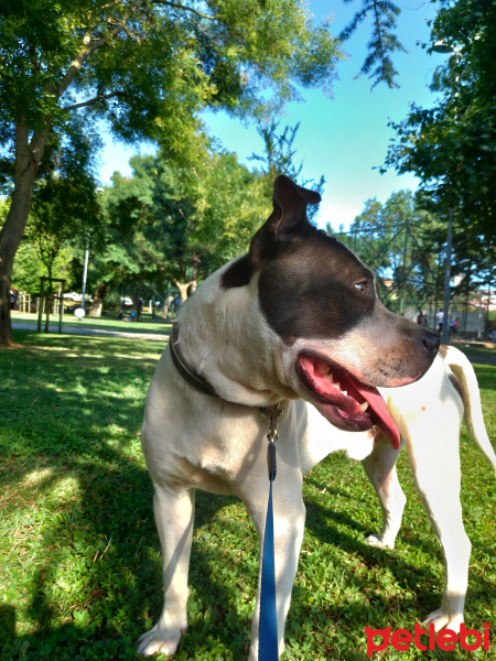 Amerikan Staffordshire Terrier, Köpek  Buddy fotoğrafı