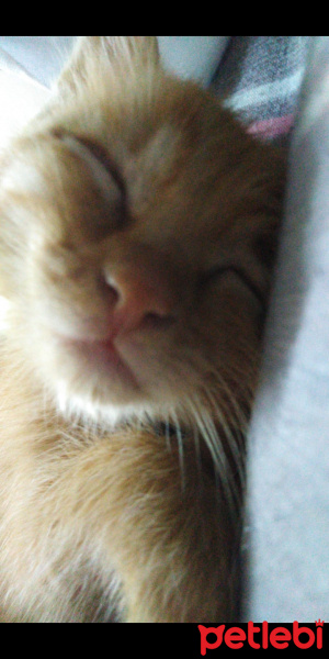 Sarman, Kedi  Mia fotoğrafı