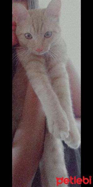 Sarman, Kedi  Mia fotoğrafı