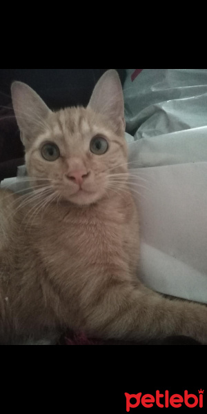 Sarman, Kedi  Mia fotoğrafı