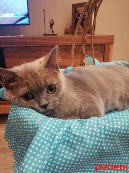 British Shorthair, Kedi  Lulu fotoğrafı