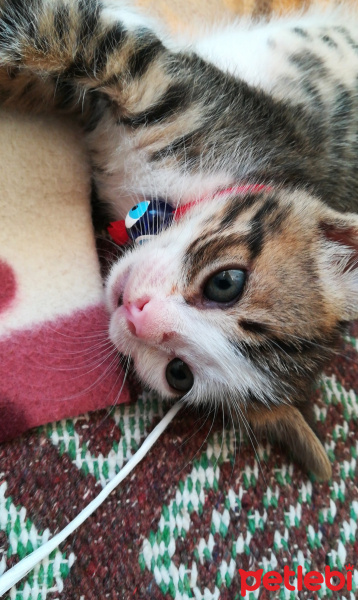 Tekir Kedi, Kedi  Suzi fotoğrafı