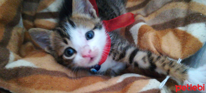Tekir Kedi, Kedi  Suzi fotoğrafı