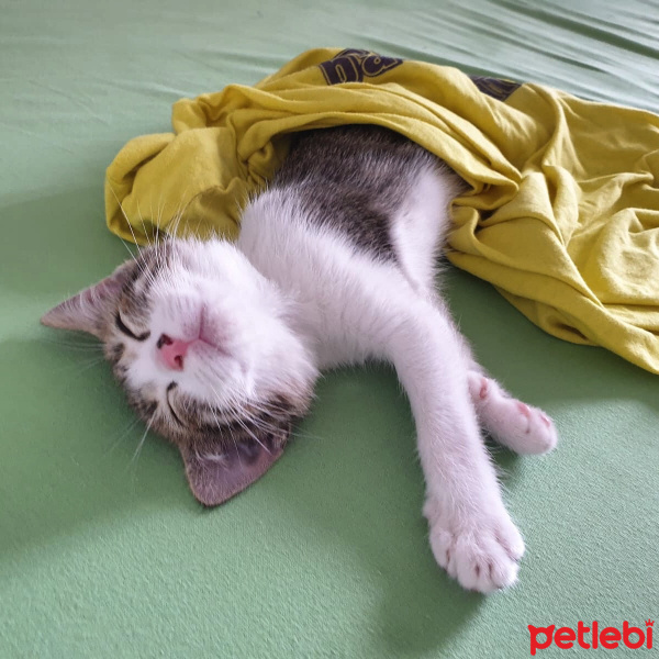 Tekir Kedi, Kedi  Mia fotoğrafı
