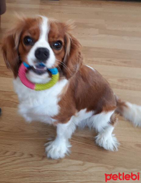 King Charles Spaniel, Köpek  Lucy fotoğrafı