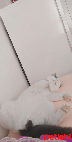 Tekir Kedi, Kedi  miskin fotoğrafı